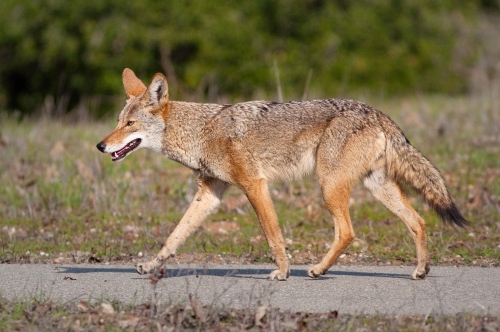 Coyote Safety | Cape Coral, FL